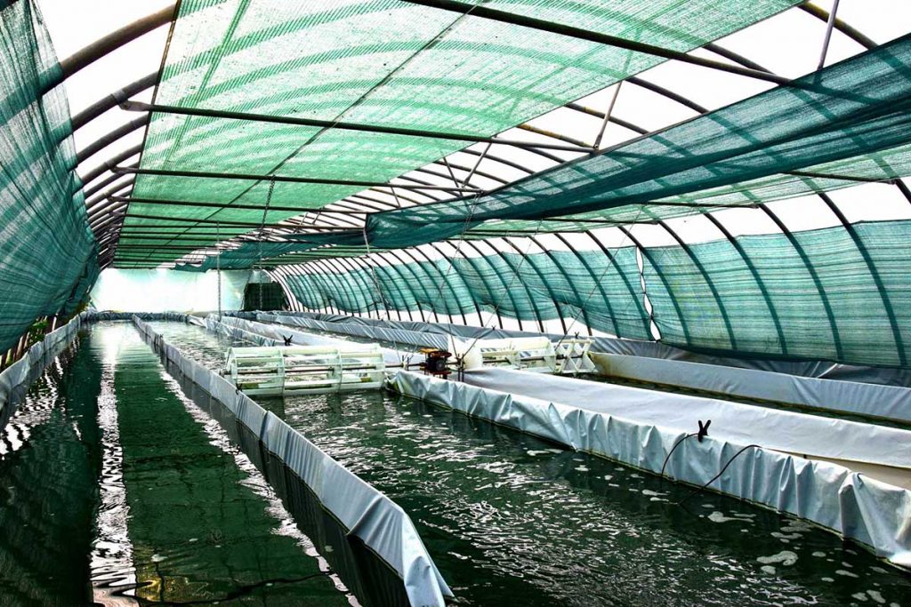 ferme-spiruline-1024x683 Les bienfaits de la spiruline : Un trésor pour votre organisme